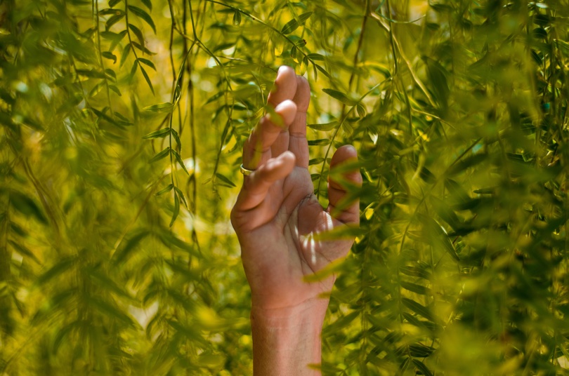Mão no meio de vegetação verdejante